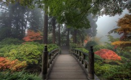 The Bridge in Japanese Garden